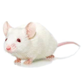 huNOG